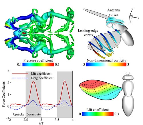 Illustrative image conducting direct numerical simulations of freely flying insects using a Cartesian-grid based immersed-boundary method