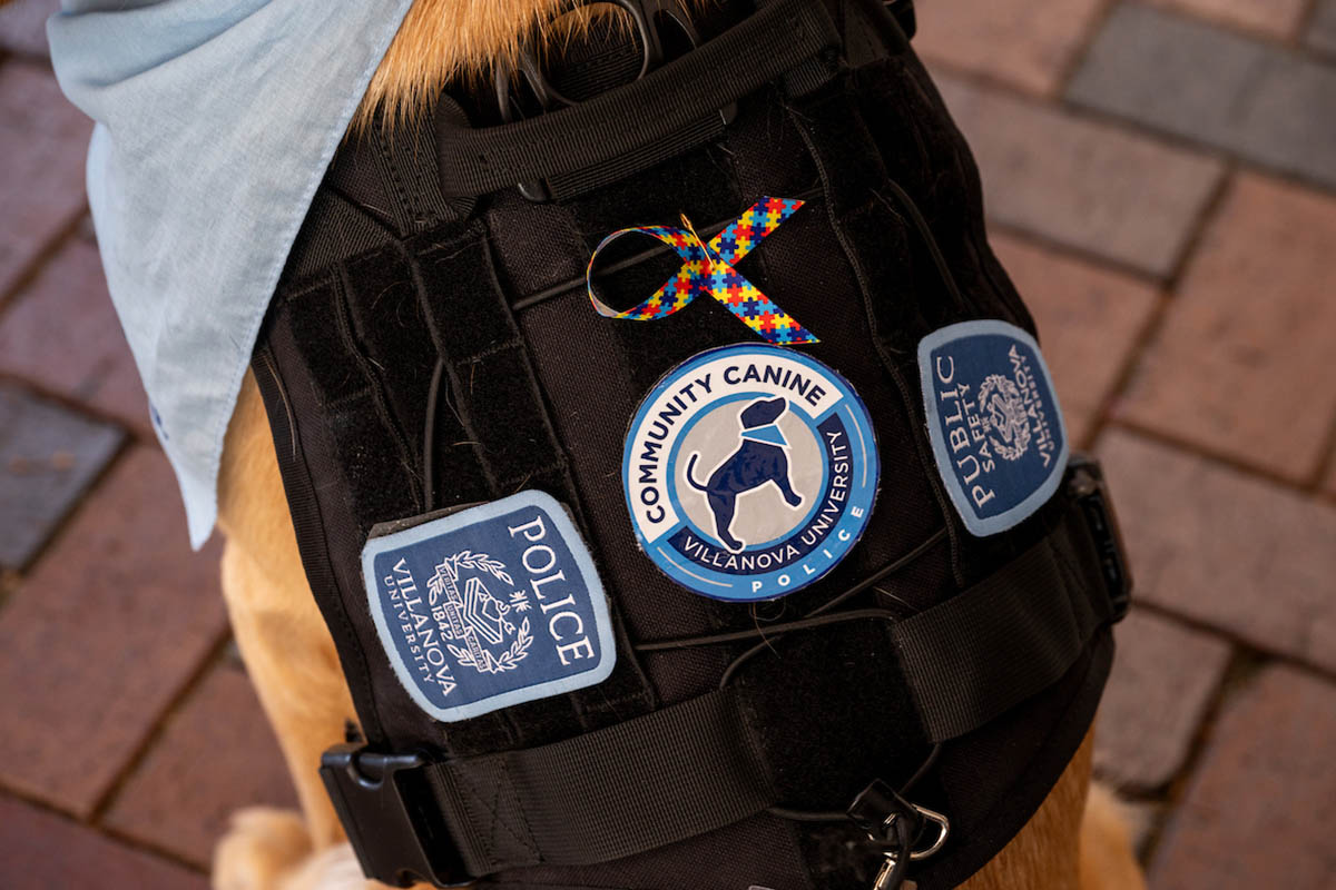 Taffy showing off her canine badges