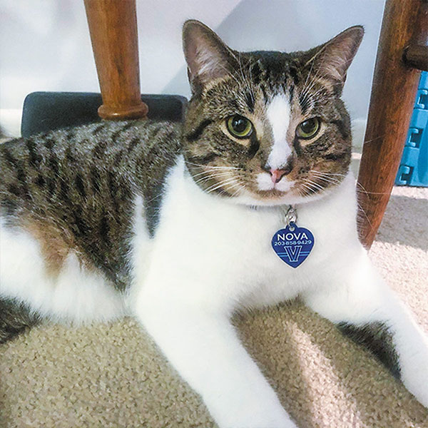 black and white cat wearing around its neck a Villanova Wildcat ID tag