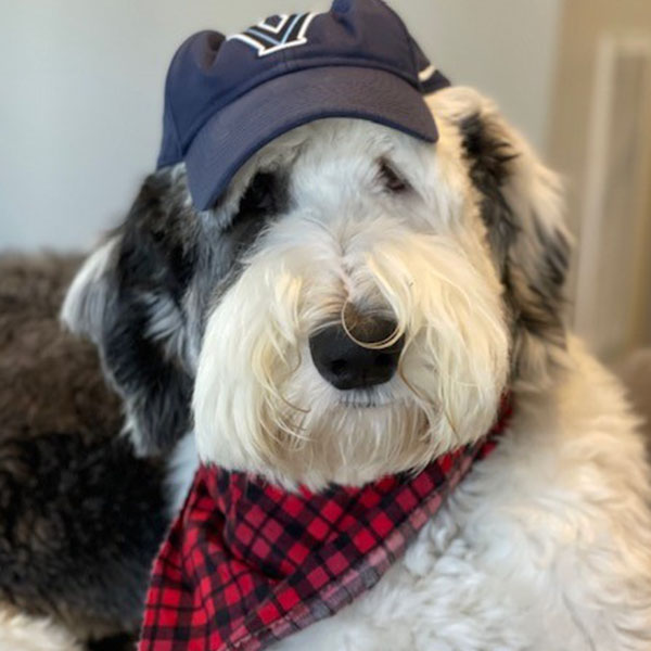 face of a shaggy dog wearing a blue Villanova cap and a red and black checkered bandanna