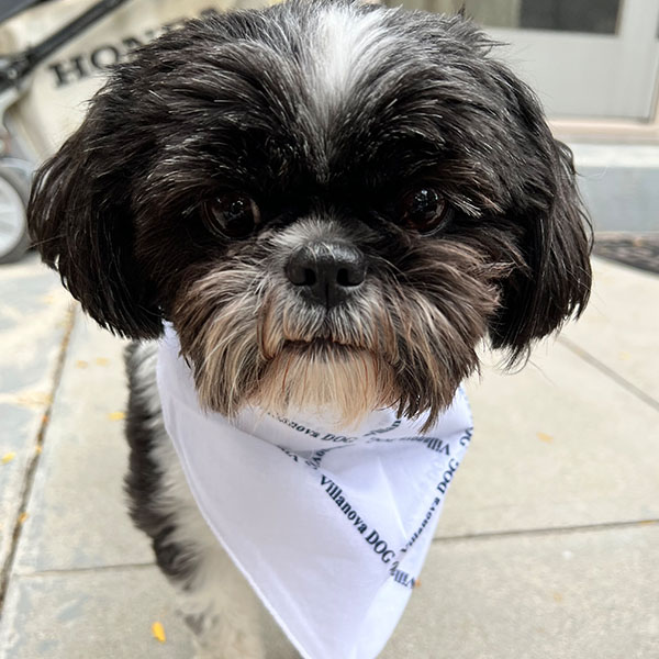 close-up of a shitzu wearing a white Villanova dog bandanna