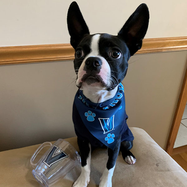 a French bulldog wearing a blue Villanova bandanna sits next to an empty Villanova mug